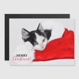 Cute Kitten i Santa Hat