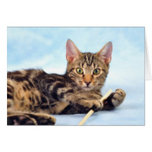 Cute Kitten leker