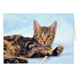 Cute Kitten leker Hälsningskort