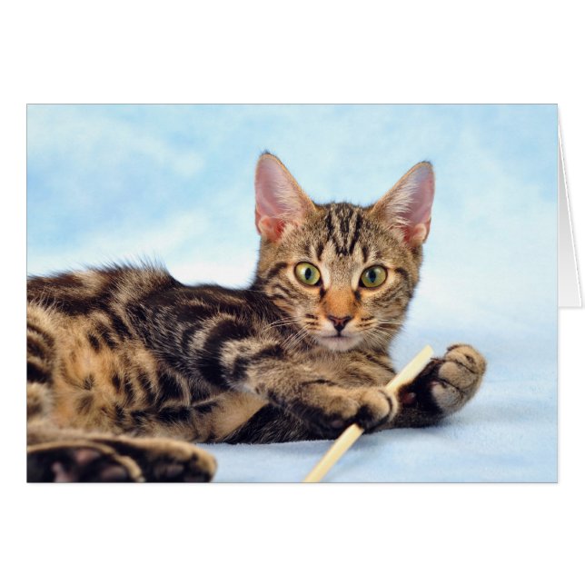 Cute Kitten leker Hälsningskort (Framsidan Horizontal)