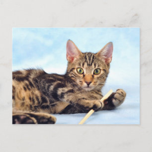 Cute Kitten leker Vykort