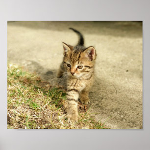 Cute Kitten, lilla kattfoto Poster