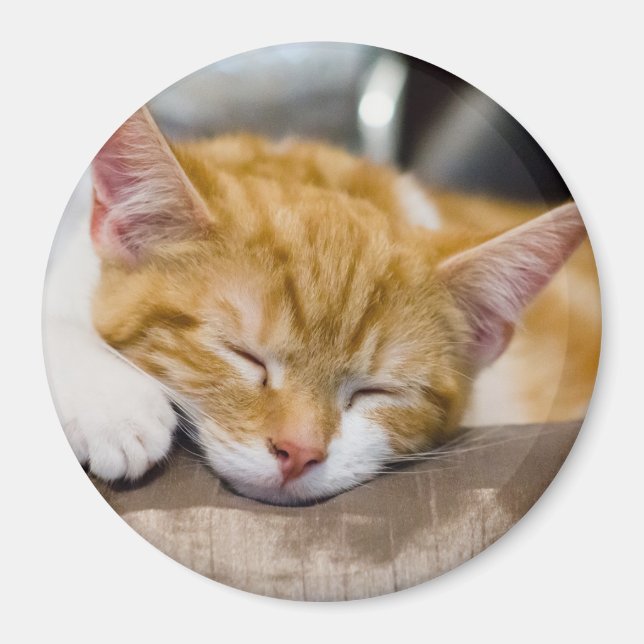 Cute Kitten Magnet (Framsidan)