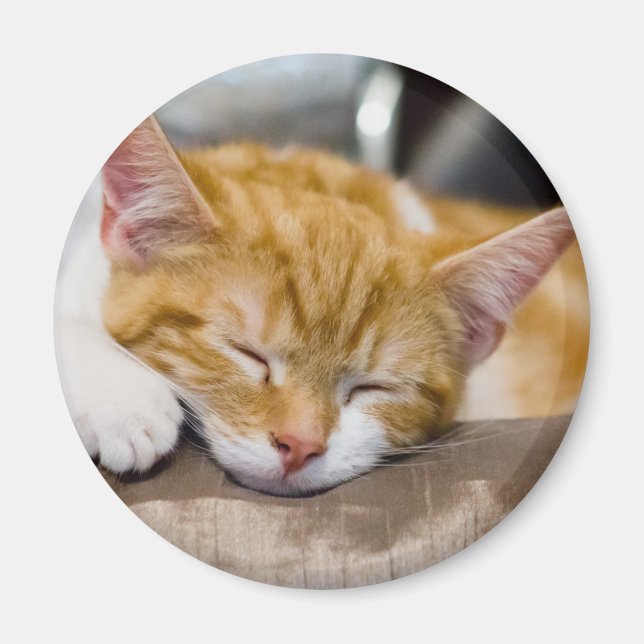 Cute Kitten Magnet (Framsidan)