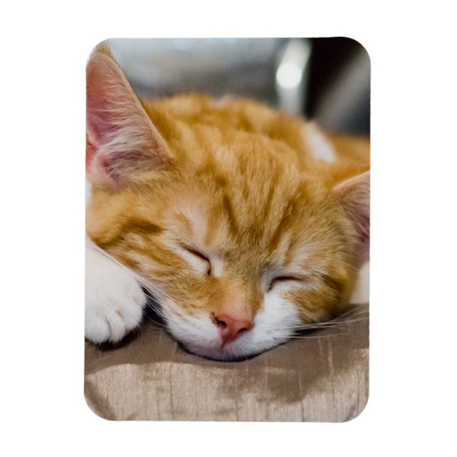 Cute Kitten Magnet (Vertikal)