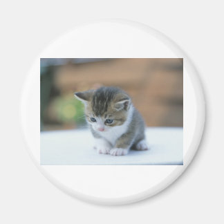 Cute Kitten Magnet