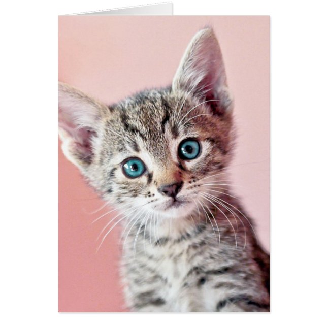 Cute Kitten med blå öga. Hälsningskort (Framsidan)