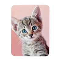Cute Kitten med blå öga.