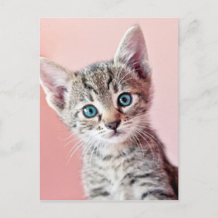Cute Kitten med blå öga. Vykort