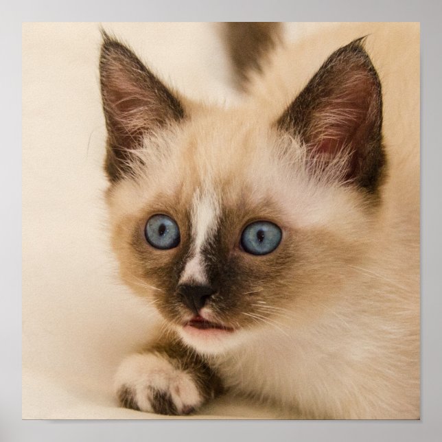 Cute Kitten med Blue Ögon Poster (Framsidan)