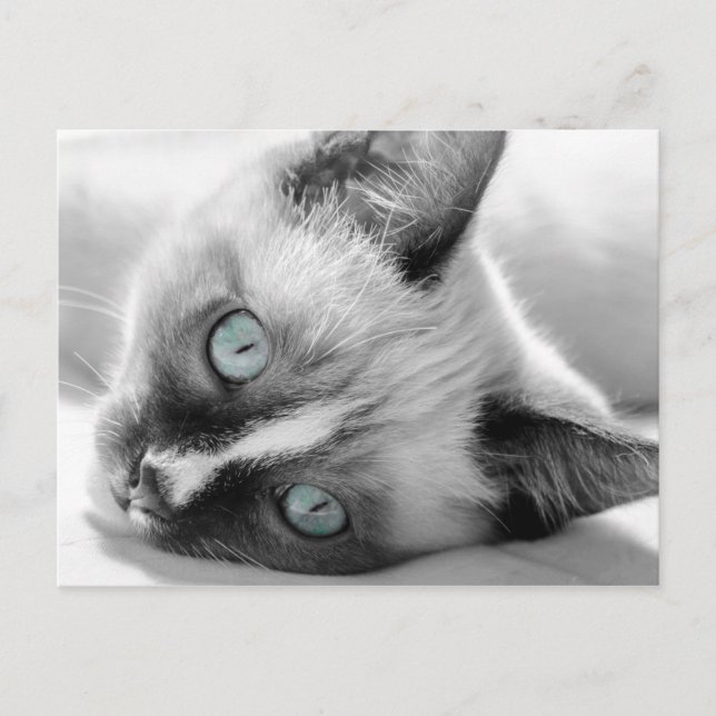 Cute Kitten med Blue-Ögon Vykort (Framsida)