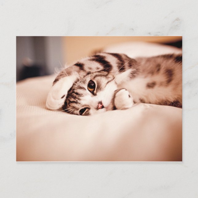 Cute Kitten med Tass över Ansikte Vykort (Framsida)