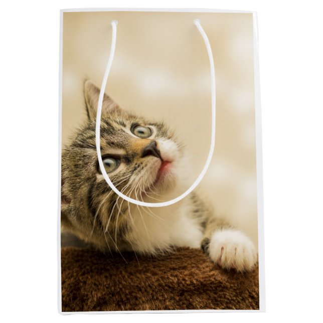 Cute Kitten med utdragen Tass (Framsidan)