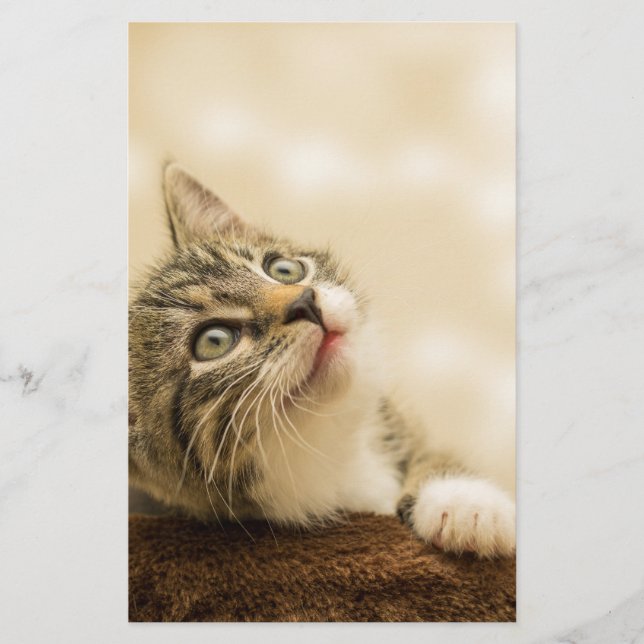 Cute Kitten med utdragen Tass Brevpapper (Framsida)