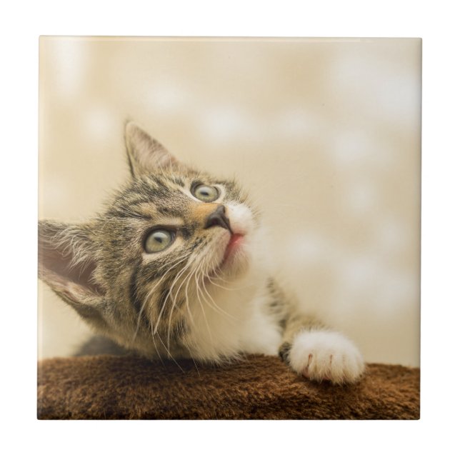 Cute Kitten med utdragen Tass Kakelplatta (Framsidan)