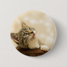 Cute Kitten med utdragen Tass