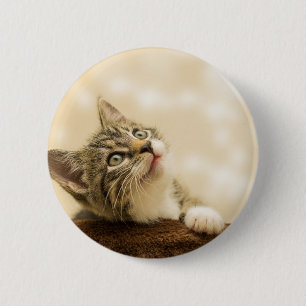 Cute Kitten med utdragen Tass Knapp