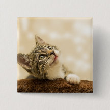 Cute Kitten med utdragen Tass