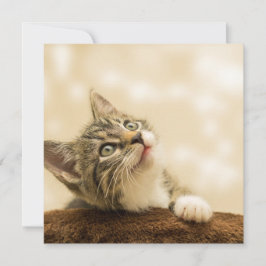 Cute Kitten med utdragen Tass Kort