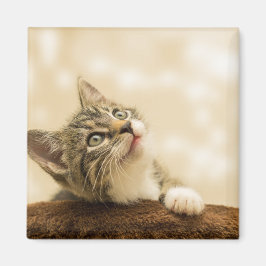 Cute Kitten med utdragen Tass Magnet