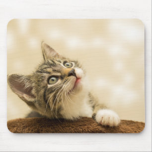 Cute Kitten med utdragen Tass Musmatta