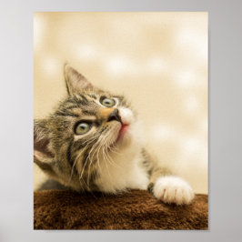 Cute Kitten med utdragen Tass Poster