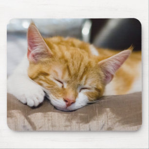 Cute Kitten Musmatta