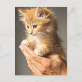 Cute Kitten på händer Vykort
