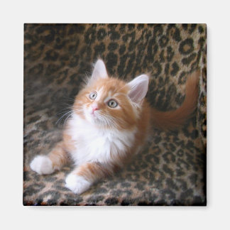 Cute kitten på leopard print square magnet