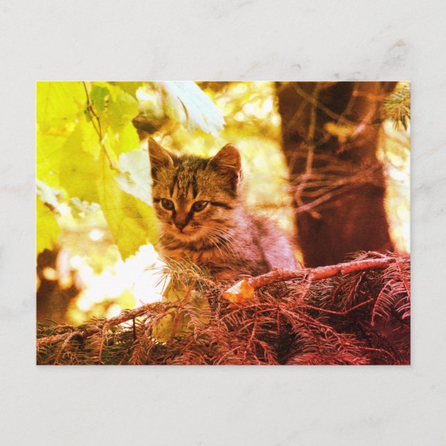 Cute Kitten Photo Postcard Vykort (Framsida)
