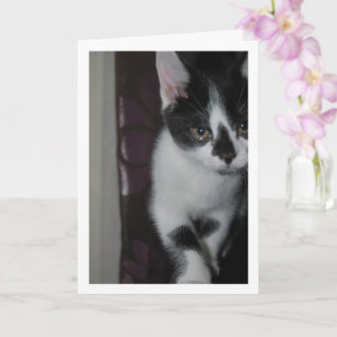 Cute Kitten Porträtt Kort