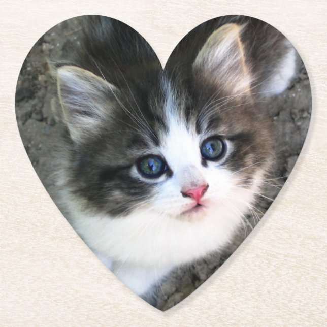 CUTE Kitten Porträtt Underlägg Papper (Framsida)