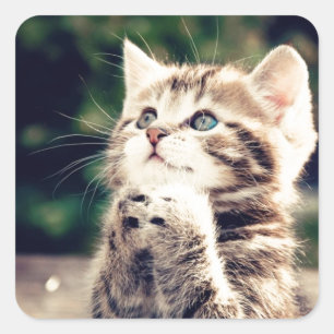 Cute Kitten Prays Fyrkantigt Klistermärke