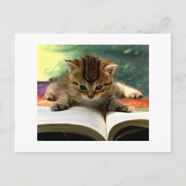 Cute Kitten Reading a Bok Vykort (Framsida)