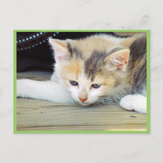 Cute Kitten som leker Golv med Ledsen Ansikte Vykort (Framsida)