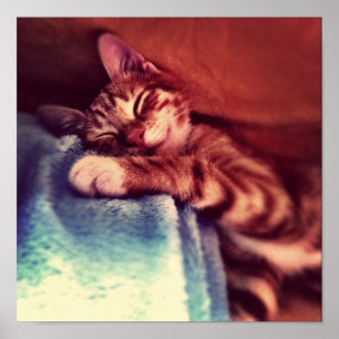 Cute kitten sover poster