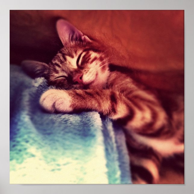 Cute kitten sover poster (Framsidan)