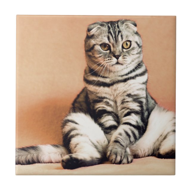 Cute Kitten sprawled ut Kakelplatta (Framsidan)