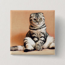 Cute Kitten sprawled ut