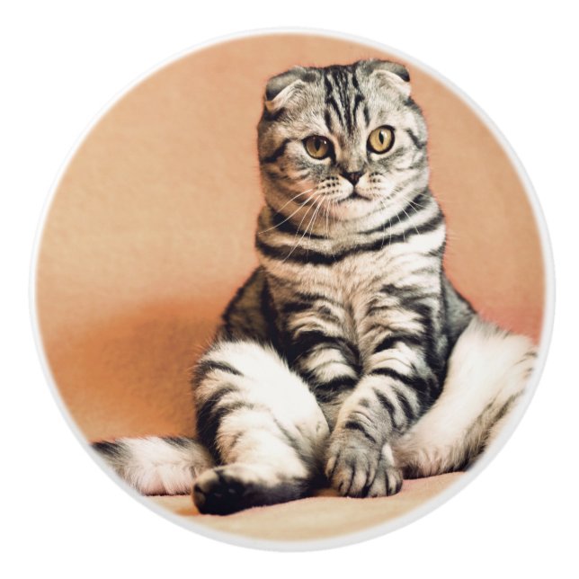 Cute Kitten sprawled ut Knopp (Framsidan)