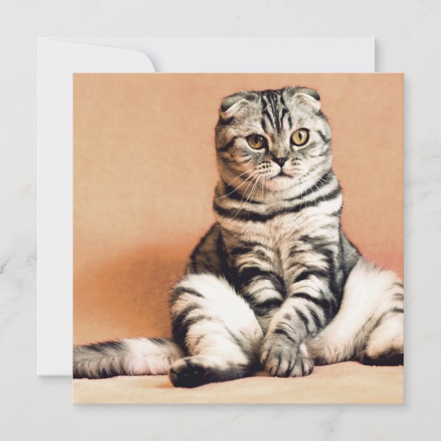 Cute Kitten sprawled ut Kort (Framsida)