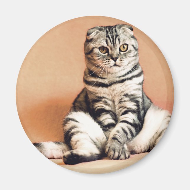 Cute Kitten sprawled ut Magnet (Framsidan)