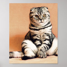 Cute Kitten sprawled ut Poster