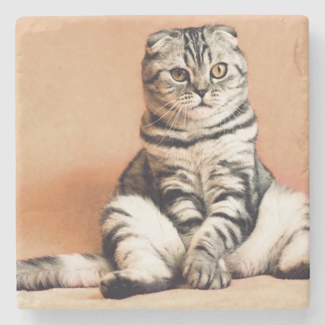 Cute Kitten sprawled ut Stenunderlägg (Framsidan)