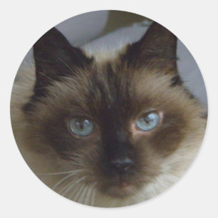 Cute Kitten Stickers Runt Klistermärke