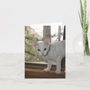 Cute Kitten Tack, ditt kort