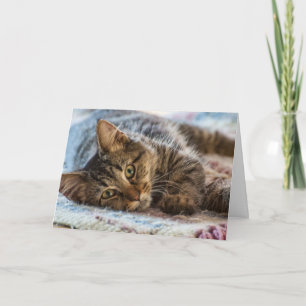 Cute Kitten tänker på ditt hälsningskort Kort