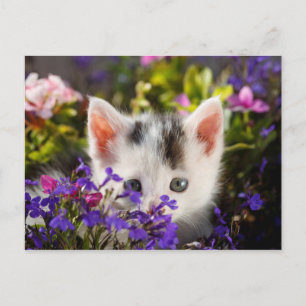 Cute Kitten Vår Vykort