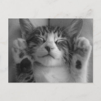 Cute Kitten Vykort