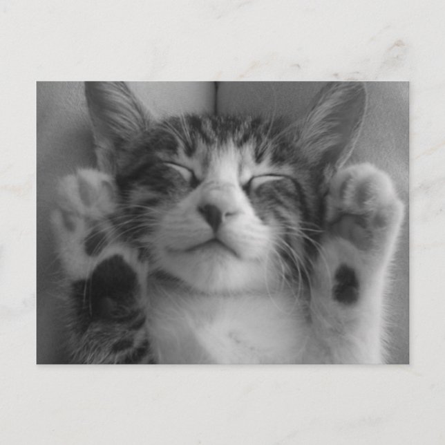 Cute Kitten Vykort (Framsida)
